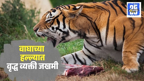 Gadchiroli Tiger Attack