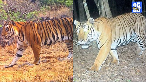 "Tigers of Sahyadri — now proudly named Senapati, Subhedar, and Baji, honoring Maratha valor."