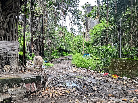 अलिबागमधील शासकीय वसाहतीची पडझड