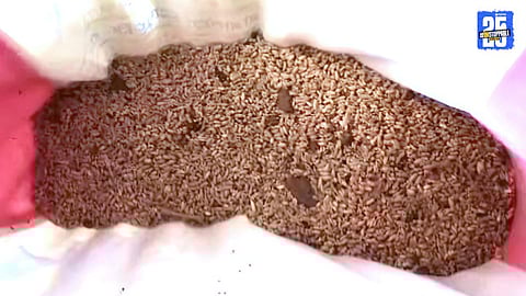 Shocking! Worms and insects found in wheat at ration shop; citizens outraged.