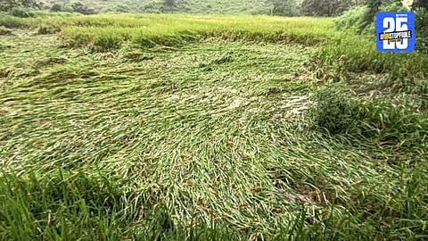 Mokhada Rain