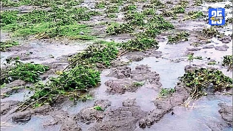 Farmers and laborers preparing for a Friday protest demanding immediate debt relief and declaration of drought in affected areas.