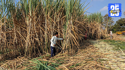 Sugar Season 2025