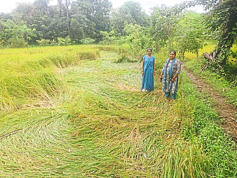 डहाणूमध्ये ६,६०३ हेक्टरवर पंचनामे