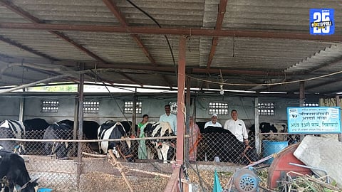 Tirkewadi’s Vishal Shinde Turns to Dairy Business, Builds 23-Cow Farm of Success