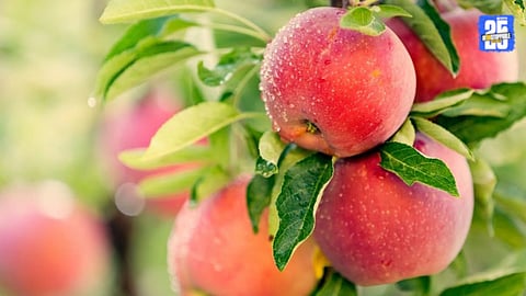 Kashmir Apple Prices