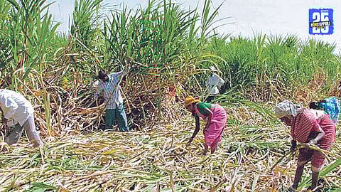 All Eyes on Sugarcane Price in Satara; Crushing Season Delayed by a Month