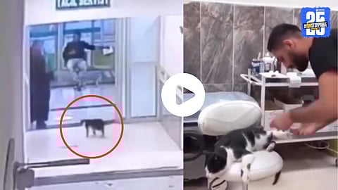 An injured cat in Turkey walks into a hospital for treatment, astonishing doctors and netizens with her intelligent act.