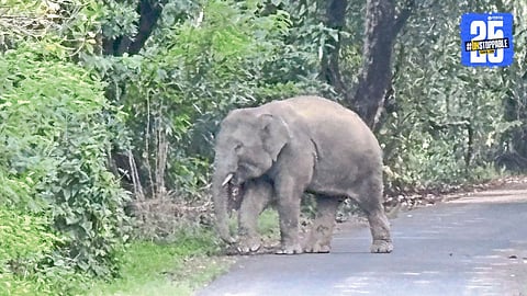 Omkar Elephant Vantara