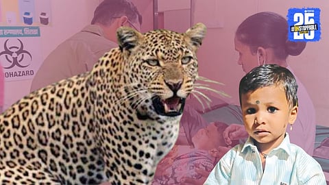 Leopard Attack Sangli