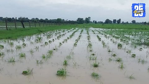 Maharashtra Flood Relief: कर्नाटकच्या तुलनेत महाराष्ट्र सरकारने किती मदत केली? शेतकऱ्यांच्या खात्यात कधी पैसे पडणार