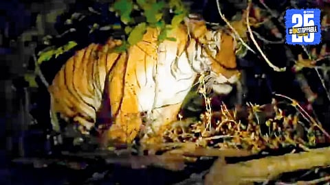 Tiger In Sindhudurg