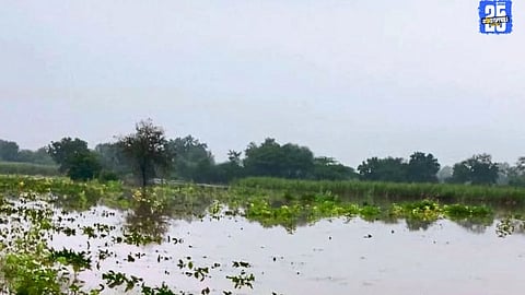 Heavy Rains Damage Crops