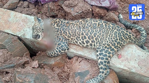 Leopard In Kolhapur