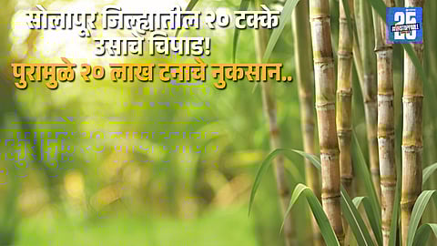 Floodwaters submerge sugarcane fields in Solapur district, severely affecting nearby sugar mills.