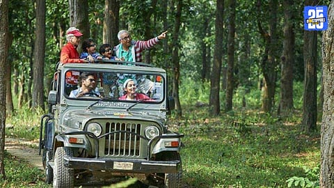 Illegal Jungle Safari