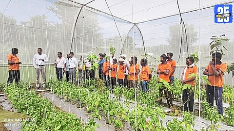 District Collector visits Katvanwadi and admires the flourishing fig orchards cultivated by tribal farmers on rocky slopes.