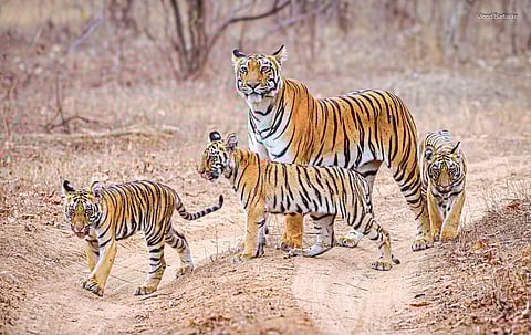 पुण्यात रंगणार ‘वाईल्डलाईफ कार्निव्हल’