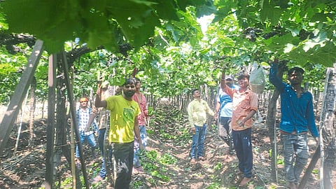 वडापुरीत द्राक्षबागांच्या कामांत उत्पादक व्यग्र