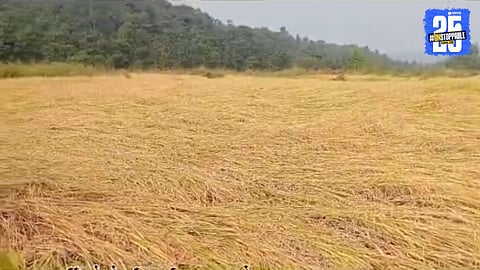 Mokhada's ready-to-harvest paddy crop submerged by late monsoon fury