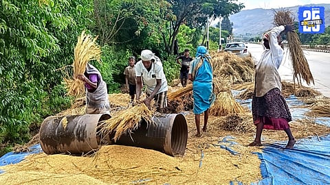 Farmers harvesting paddy ahead of return rains — Diwali celebrations shift to the fields this year.