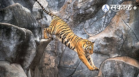 Human-tiger conflict impact research