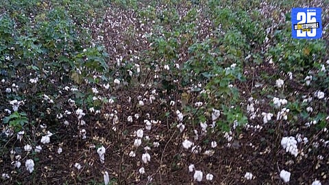 Unseasonal Rains Destroy Cotton and Soybean Crops in Ambad, Pushing Farmers into Financial Crisis