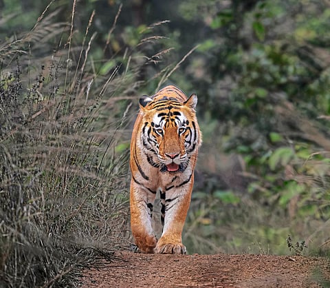 वाइल्ड लाइफ कार्निव्हल आजपासून