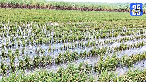 Kolhapur Rain