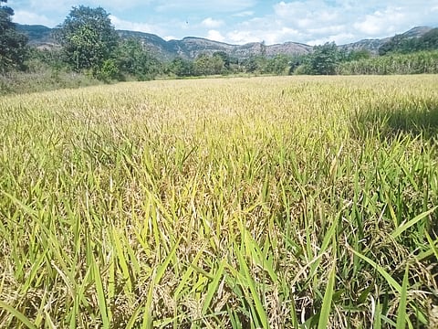 परतीच्या पावसाने भातशेती संकटात