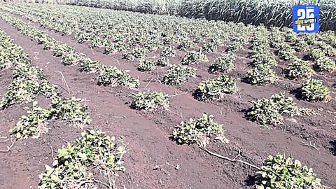 Government distributes ₹150 crore relief to 42,000 rain-hit farmers in Sangli; 25,000 hectares affected by heavy rains.