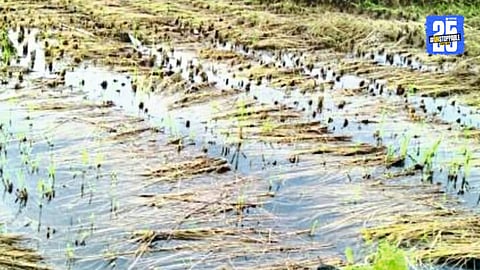 Rain-damaged paddy field in Akole taluka; farmers demand compensation for heavy crop loss.