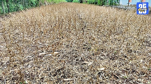 Waterlogged soybean and jowar fields in Satara after continuous rainfall, leaving farmers distressed.