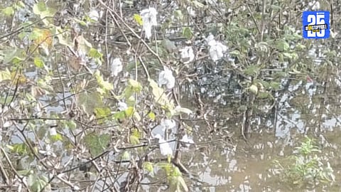Shrirampur farmers inspect their rain-damaged Kharif crops; demand for immediate government compensation intensifies.