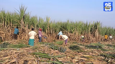 Maharashtra Sugar Crisis