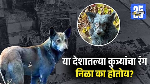 Why Chernobyl Dogs are Turning Blue
