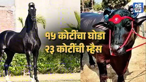Pushkar Festival 2025 Royal Anmol Buffalo Worth 23 Crore and Shahbaz Horse Sold for 15 Crore