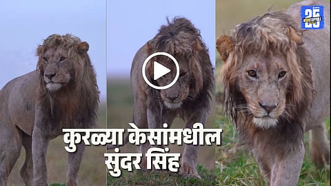 Lion viral video