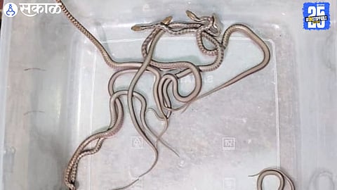 Forest officers release snake hatchlings into natural habitat after successful artificial incubation at Vanvihar.