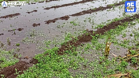 Waterlogged fields in Taklibhan; Rabi sowing delayed as farmers await relief from continuous rain.