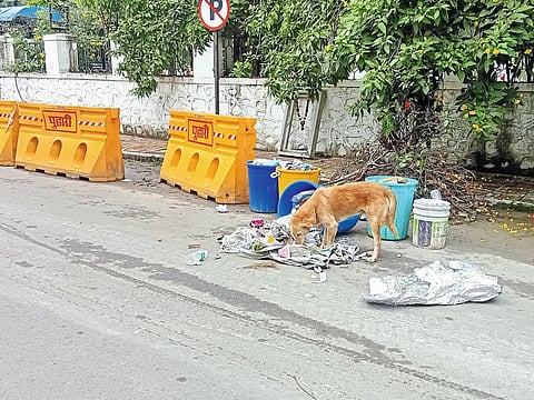 इंदिरानगर, भोईरनगर परिसरात 
भटक्या कुत्र्यांचा त्रास वाढला