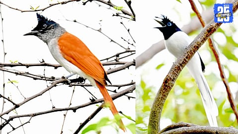 A mesmerizing view of migratory birds dancing over Achkadani lake in Sangola — a heaven for nature lovers and photographers.