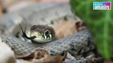 Scientific Breakthrough in Snakebite Treatment