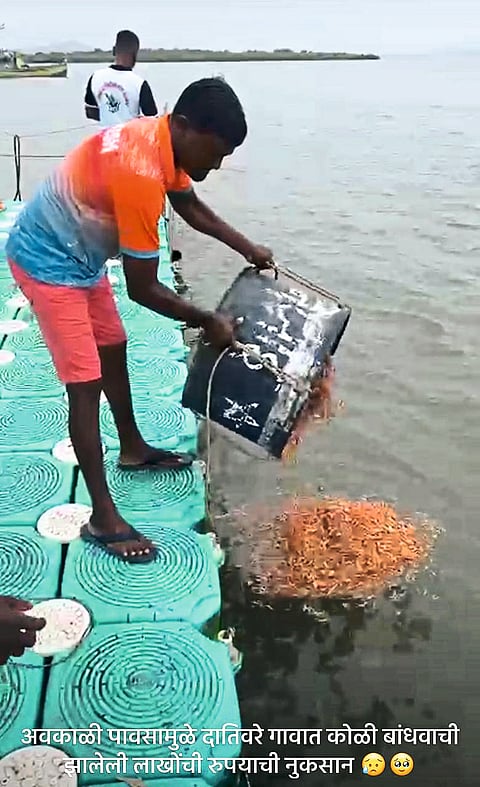 सुकवणीची खराब मासळी पुन्हा समुद्रात