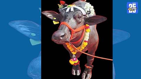 ‘Radha’, the world’s shortest living buffalo from Malwadi, officially recognized by the Guinness Book of World Records.