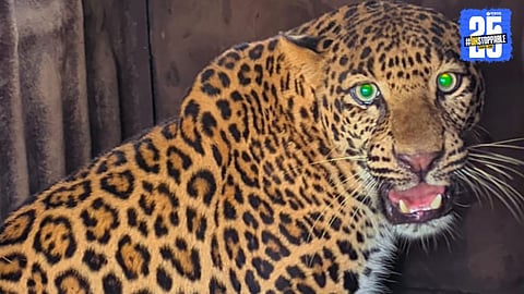 Increasing Leopard Attacks on Livestock in Ghangale Mala