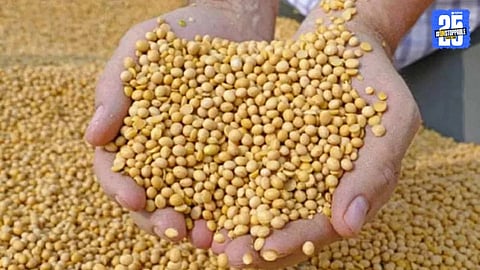 Soybean Procurement Nagpur