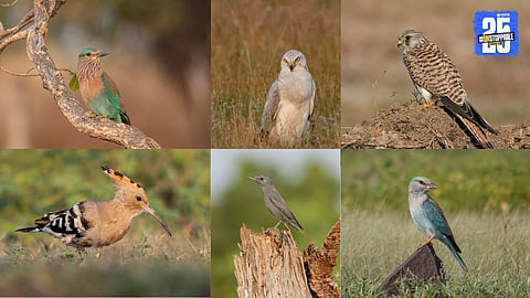Winter Birds In Solapur