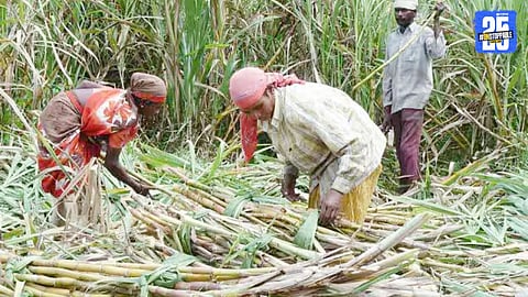 “Rain hits sugarcane harvest in Satara; farmers and labourers struggle as mills slow down operations.”