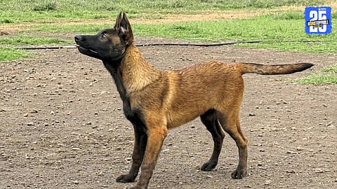 “‘Roxy’ — Solapur Police’s new bomb detection dog; named by Police Commissioner, to join duty after training.”